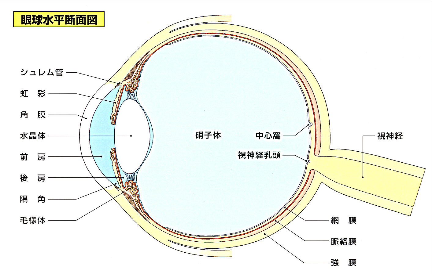 目のしくみ 愛知県津島市の眼科の専門医 むろや眼科